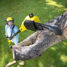 Best Lawn Disease Treatment  in Troy, MI