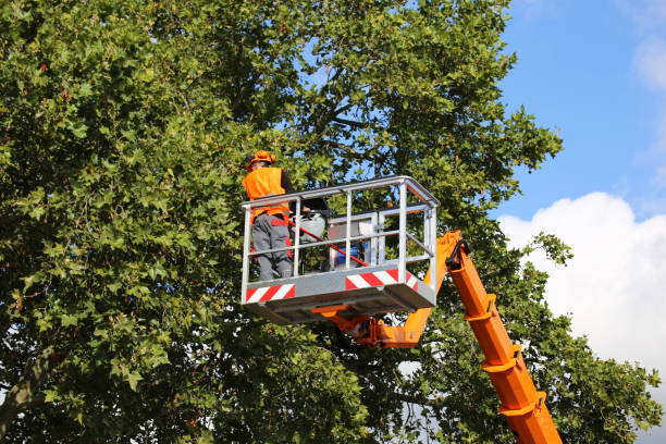 Best Tree Risk Assessment  in Troy, MI