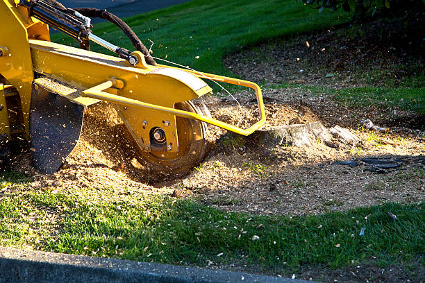 How Our Tree Care Process Works  in  Troy, MI