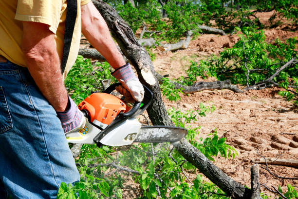 Reliable Troy, MI Tree Care  Solutions